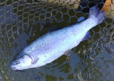 調子良く釣れる時間帯もあったが… ～大安トラウトレイク～